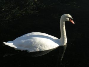 Bilder-grimestad-vel
